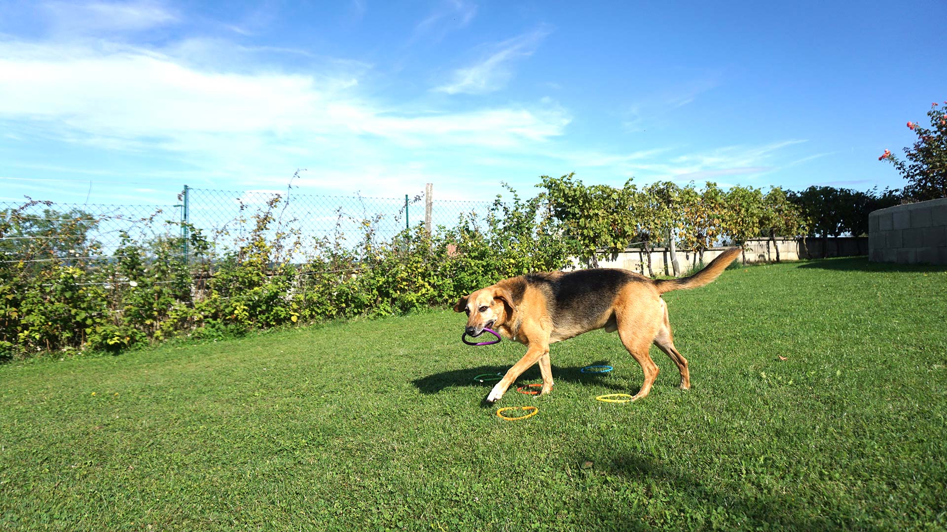 Hund mit einem Ring im Maul beim Trick Training